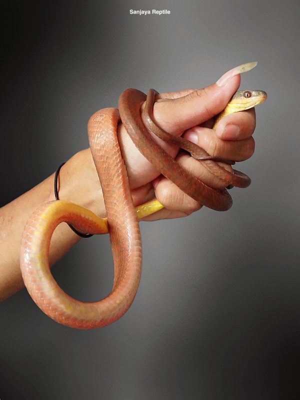 Boiga nigriceps | Green - Headed Red Cat Snake