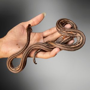 Candoia carinata | Papuan Tree Boa