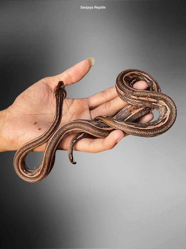 Candoia carinata | Papuan Tree Boa