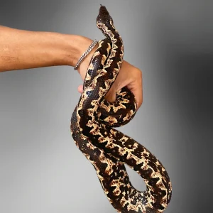 Candoia paulsoni | Black & White Phase Ground Boa