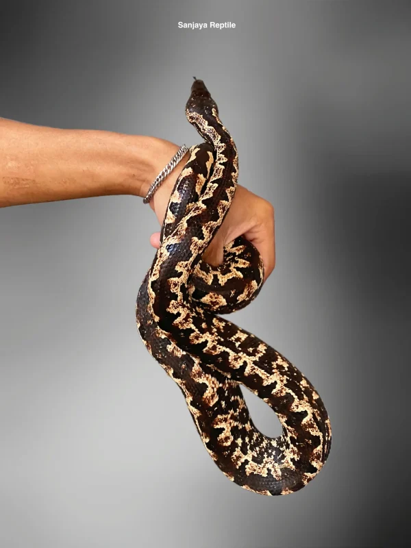Candoia paulsoni | Black & White Phase Ground Boa