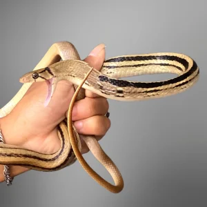 Coelognathus radiatus | Copperhead Racer