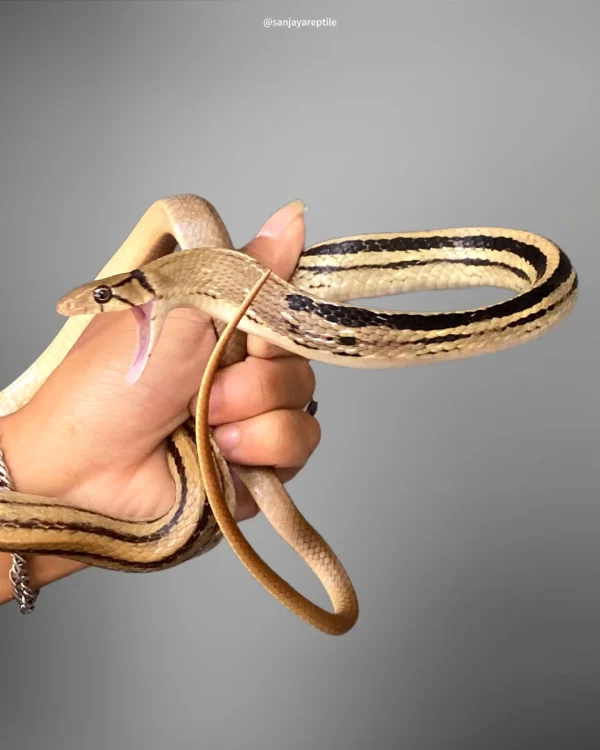 Coelognathus radiatus | Copperhead Racer