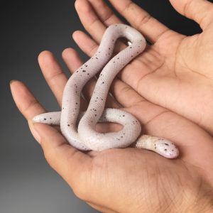 Cylindrophis rufus | Pipe Snake