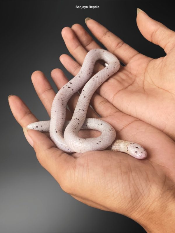 Cylindrophis rufus | Pipe Snake