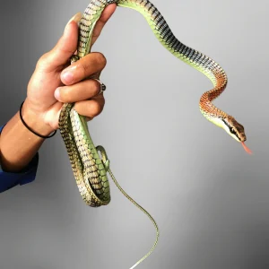 Dendrelaphis pictus | Bronze-back Snake