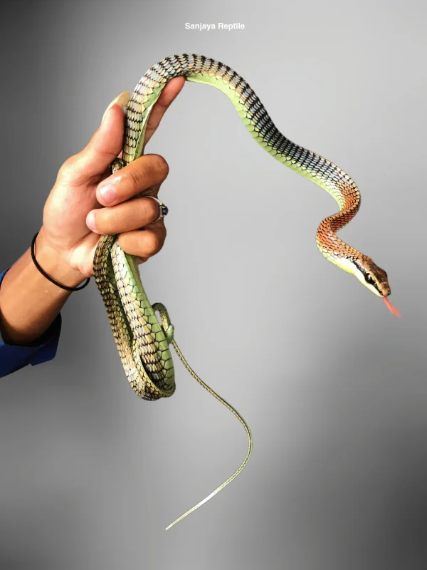 Dendrelaphis pictus | Bronze-back Snake