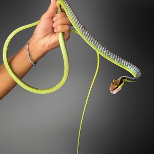 Dendrelaphis formosus | Elegant Bronze-back Snake