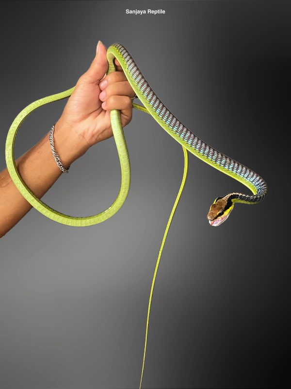 Dendrelaphis formosus | Elegant Bronze-back Snake