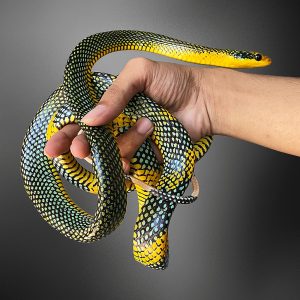 Gonyosoma margaritatum | Royal Tree Snake
