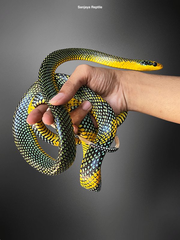 Gonyosoma margaritatum | Royal Tree Snake