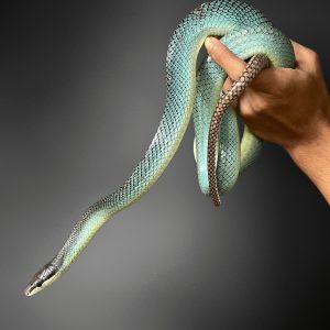 Gonyosoma oxycephalum | Red-tailed Green Ratsnake (Blue)