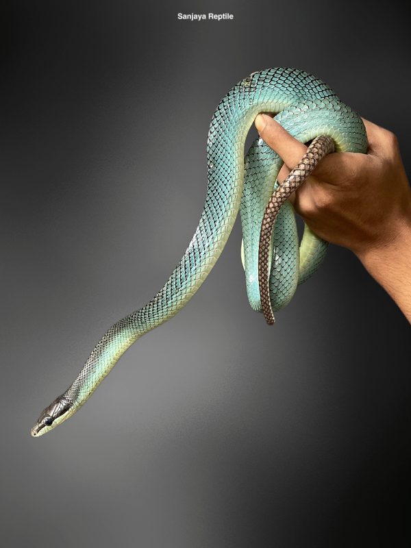 Gonyosoma oxycephalum | Red-tailed Green Ratsnake (Blue)