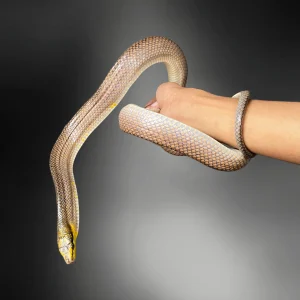 Gonyosoma oxychepalum | Red-tailed Green Ratsnake (Gold & Silver)