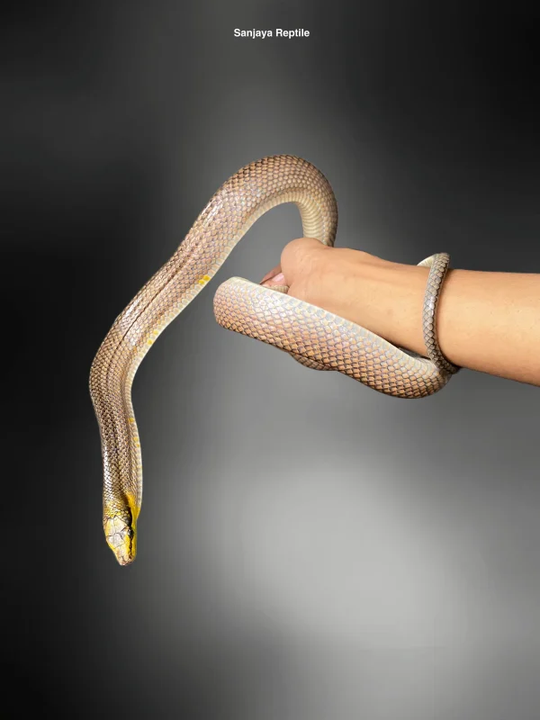 Gonyosoma oxychepalum | Red-tailed Green Ratsnake (Gold & Silver)