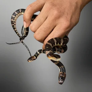 Homalopsis buccata | Banded Water Snake