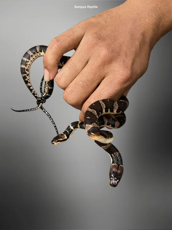 Homalopsis buccata | Banded Water Snake
