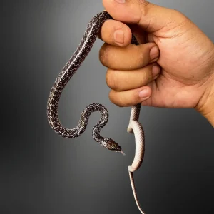 Lycodon capucinus | Wolf Snake