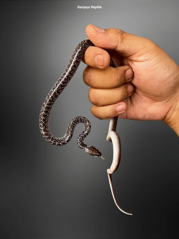 Lycodon capucinus | Wolf Snake