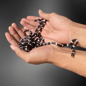Lycodon subcinctus | Banded wolf Snake
