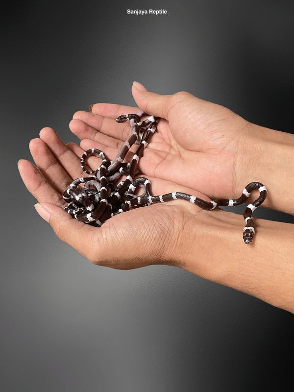 Lycodon subcinctus | Banded wolf Snake