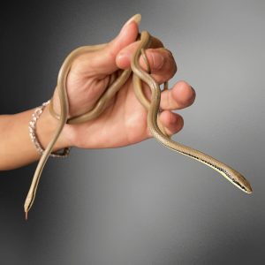 Liopeltis tricolor | Malayan Ring Neck Snake