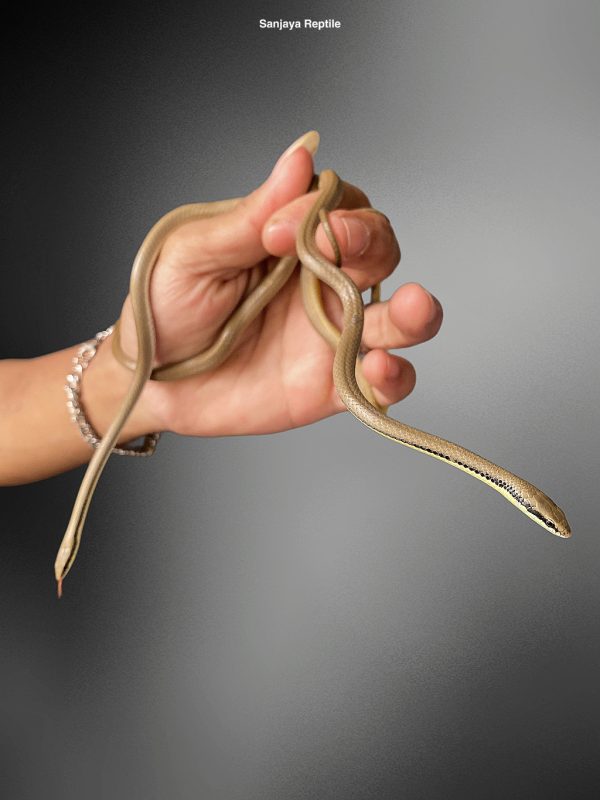 Liopeltis tricolor | Malayan Ring Neck Snake