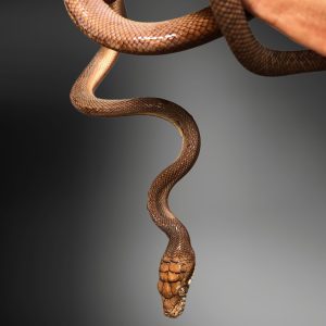 Morelia amethistina | Amethistine Python
