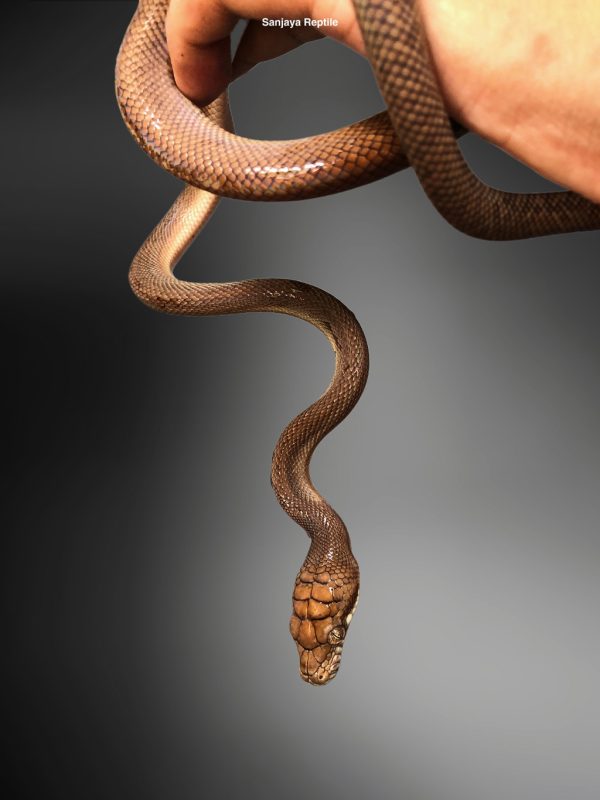 Morelia amethistina | Amethistine Python