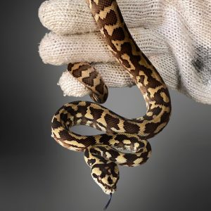 Morelia spilota harrisoni | Carpet Python