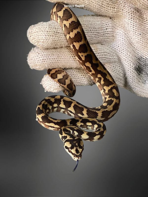 Morelia spilota harrisoni | Carpet Python