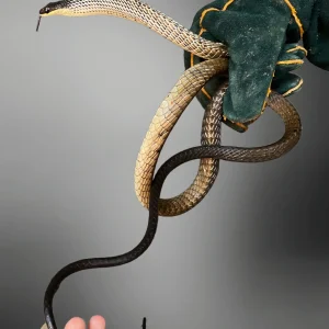 Dendrelaphis punctulatus | New Guinea Bronze-back