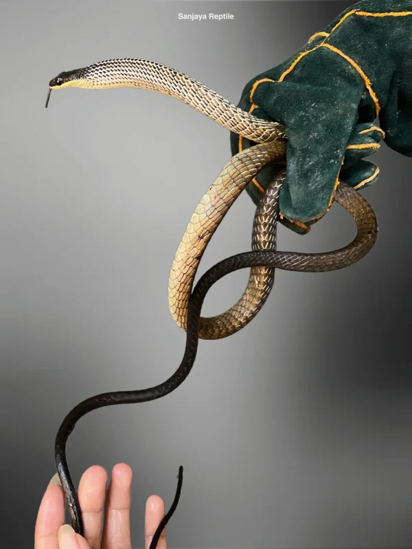 Dendrelaphis punctulatus | New Guinea Bronze-back