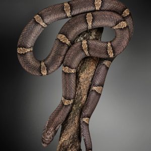 Oligodon purpurescens | Brown kukri Snake