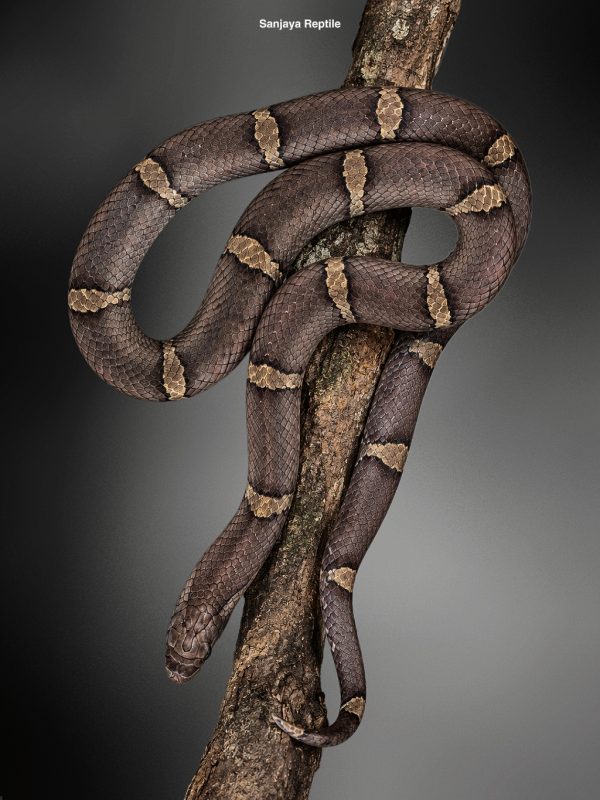 Oligodon purpurescens | Brown kukri Snake