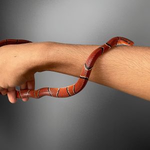 Orthriophis porphyraceus | Red Bamboo Snake