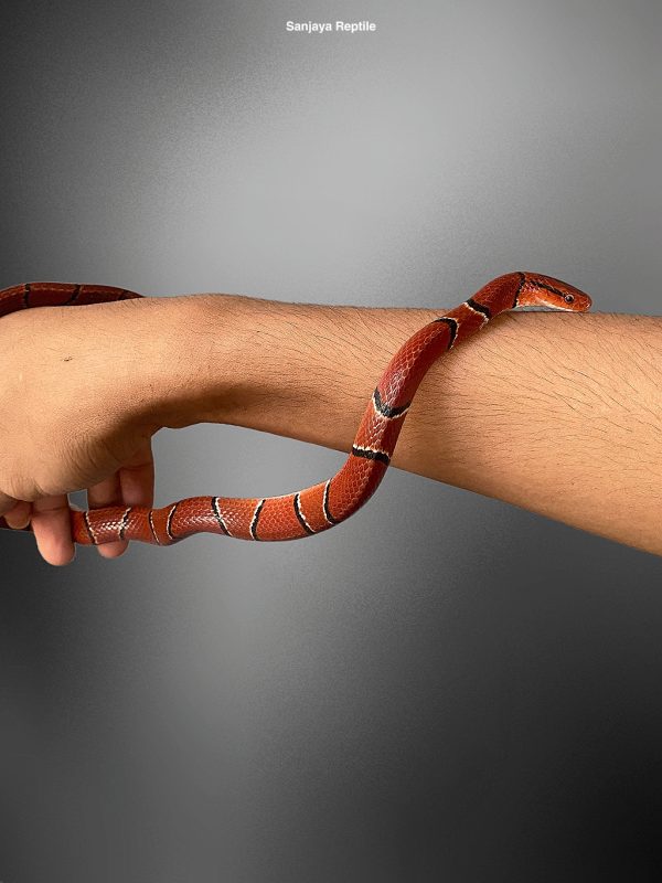 Orthriophis porphyraceus | Red Bamboo Snake