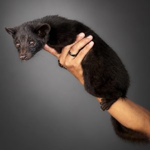 Paradoxurus hermaphroditus | Palm Civet (Black)
