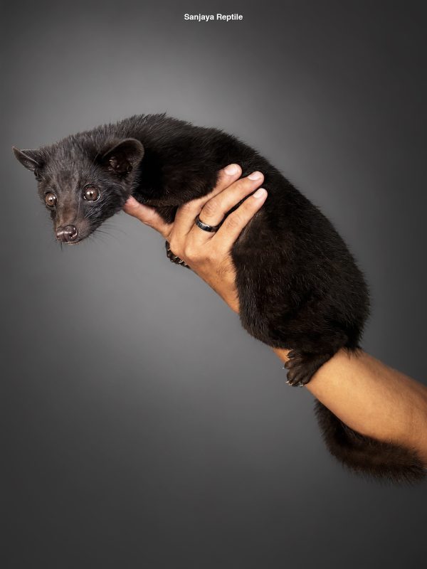 Paradoxurus hermaphroditus | Palm Civet (Black)