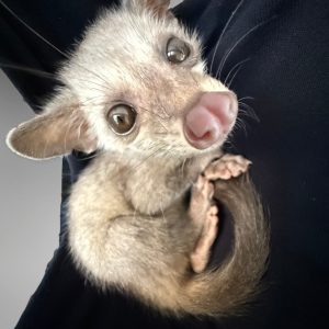 Paradoxurus hermaphroditus | Palm Civet (Brown/Grey)