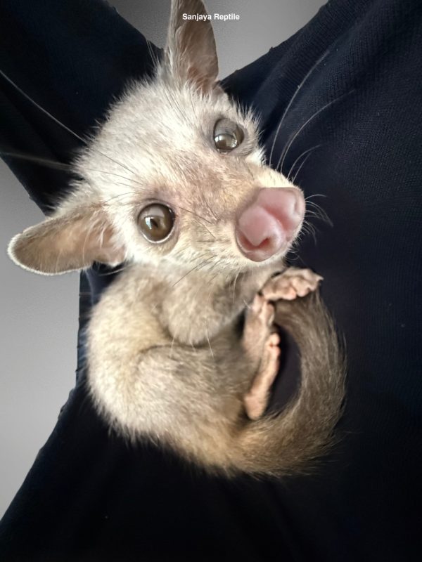 Paradoxurus hermaphroditus | Palm Civet (Brown/Grey)