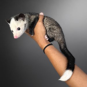 Paradoxurus hermaphroditus | Palm Civet (Piebald)