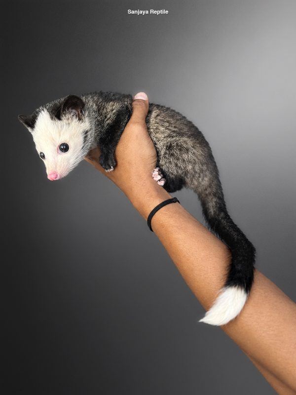 Paradoxurus hermaphroditus | Palm Civet (Piebald)