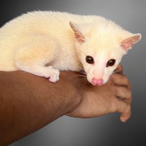 Paradoxurus hermaphroditus | Palm Civet (Leucistic)
