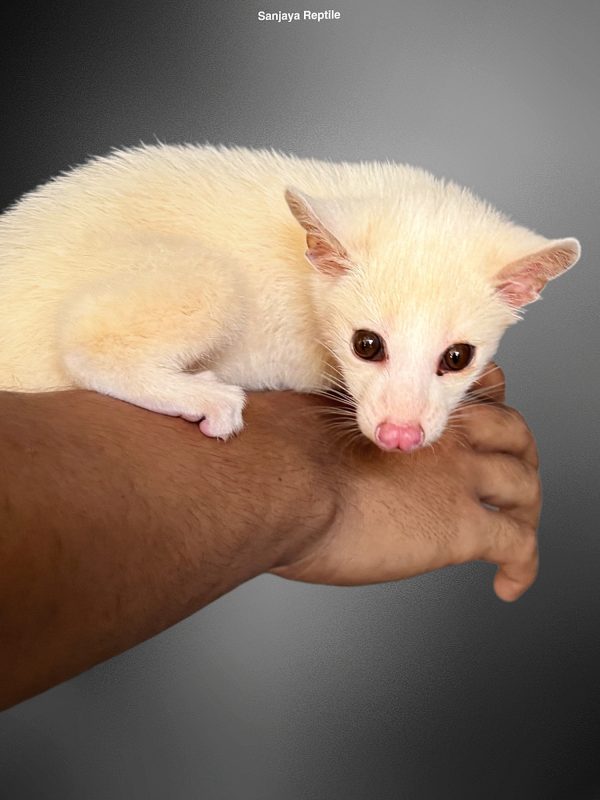 Paradoxurus hermaphroditus | Palm Civet (Leucistic)