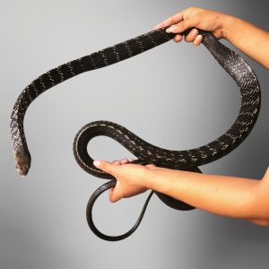 Ptyas carinata | Keeled Rat Snake