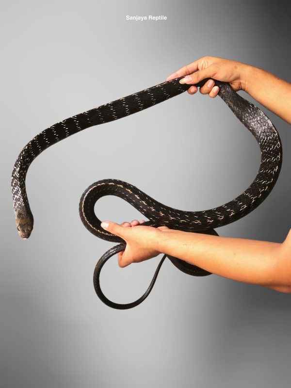 Ptyas carinata | Keeled Rat Snake