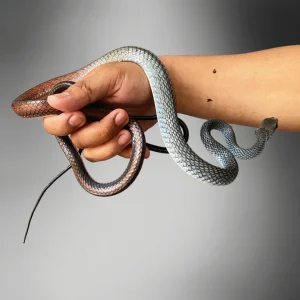 Ptyas fusca | White-bellied Rat Snake