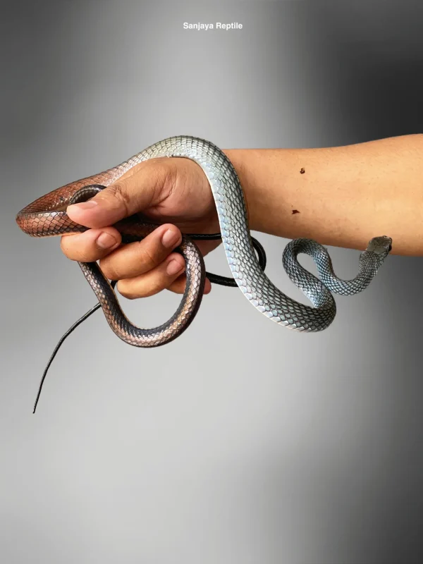 Ptyas fusca | White-bellied Rat Snake