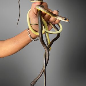 Ptyas korros | Rat Snake
